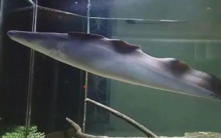 反天刀鱼好不好养，饲养难度较大