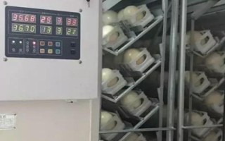 鸵鸟的蛋孵化技术，选择种蛋重1.5千克左右