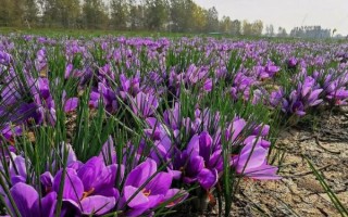 藏红花如何种植，播种通常是在8-9月进行