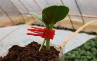 西瓜的嫁接砧木要注意什么，需具备抗病能力、适应能力与亲和性