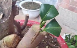 嫁接桂花的方法，将枝条插入砧木中并绑扎薄膜