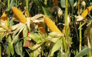 隆平275玉米种子特点，中抗小斑病