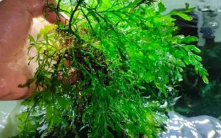 凤尾蕨水草好不好养，抗逆性强比较容易养护