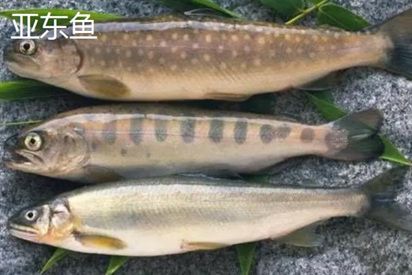 西藏那曲市的特产，酥油是藏族人不可缺少的食品