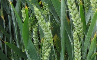 克春3号小麦种子介绍，在生育后期要及时防治赤霉病