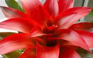 红运当头花心烂掉了怎么办，需找出烂心的原因再对症防治