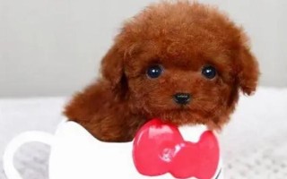 茶杯犬可以长多大，体重一般在4磅以下