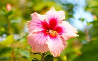怎么养芙蓉花,夏季需要做好遮阴措施