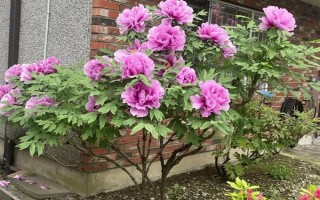 剪下的牡丹枝条水培能不能生根，牡丹枝条水培可以生根