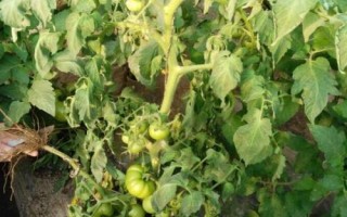 番茄枯萎病是什么病，又被称作萎蔫病