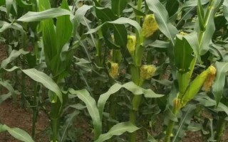 京华818玉米品种的特性,中等肥力以上地块栽培