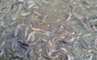 一亩池塘适合养多少泥鳅，通常可投放5-10万尾左右