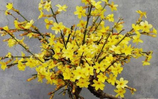 代表立春的花卉，迎春花具有代表性