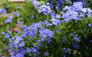 蓝雪花的形态特征，一般高约20-30厘米