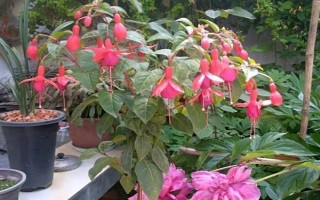 怎么养倒挂金钟,在生长期7-10天左右施肥一次