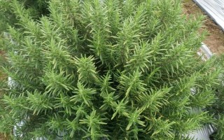 秋天养殖迷迭香的方法，减少浇水次数避免烂根