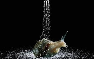 蜗牛怎样消灭，可人工灭杀也可用生石灰防治