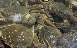 哪种蟹被称为六月黄，一般是指尚未成年的螃蟹