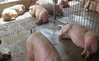 母猪身上掉毛如何处理，先查找原因再对症治疗