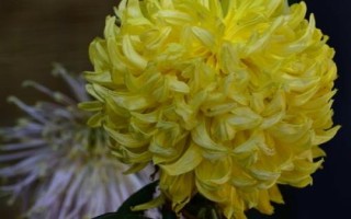 菊花开放时间，通常为9-11月份