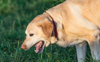 狗狗为什么呼吸困难，常见以下5个原因