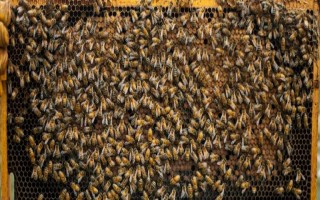 弱群怎样养成强群，保证适宜的环境、气候、蜜源等