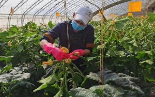 大棚西葫芦化瓜是什么原因，可能是授粉不良所致