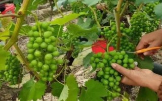 春季怎么对葡萄施肥，芽眼开始膨大时要亩施尿素25-30公斤