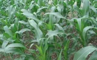 同丰161玉米种子介绍,适宜播期4月下旬至5月上旬