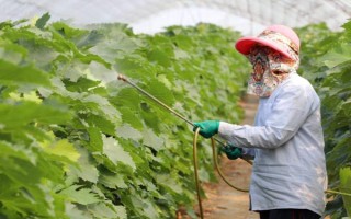 蔬菜田除草剂的如何施用，应合理选用除草剂