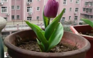 盆栽郁金香能不能在室外过冬，种球可以忍耐-35℃的低温