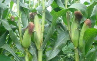 金苑玉195玉米种子特征特性,平均生育期102.6天