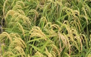 银两优荆香丝苗水稻种子简介,全生育期109.3天