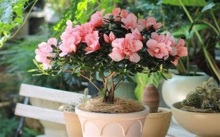 杜鹃花花朵掉了的原因，可能是自然凋谢或温度不适所致