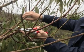黄桃春季的管理方法，花果期要进行疏花的工作
