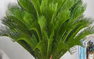 铁树冬季要搬室内吗，低于0℃时需要搬进室内