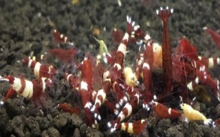 酒红水晶虾好不好养，养殖难度较大