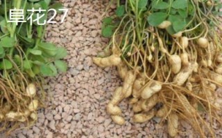 花生的品种，根据当地气候环境选择为佳