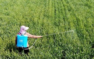 虫螨腈的作用,可有效防治钻蛀、刺吸和咀嚼式害虫