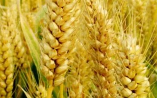 乐土轮选103小麦品种简介，该品种为冬性中熟品种