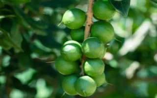 夏威夷果的打开方法,将开果器插入果实的开口处、用力旋转后即可掰开外壳