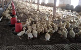 养殖1000只旱鸭的成本,鸭苗和鸭料成本总共需要2.3万元左右