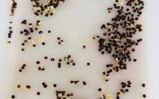 各类蔬菜种子的有效期，不同蔬菜种子有差异