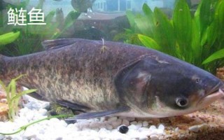 鲢鱼和鲶鱼的区别,鲢鱼是滤食性鱼类、鲶鱼是捕食性鱼类