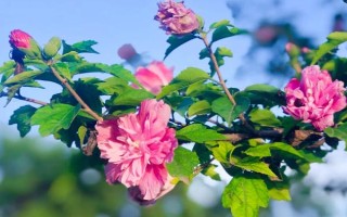 木槿花的寓意,寓意坚韧、质朴、永恒的爱意等