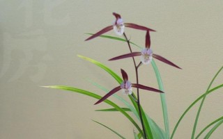 兰花的品种，有蕙兰、春兰、墨兰等