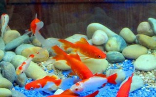 鱼一整晚缺氧是否会死亡，持续缺氧会浮头翻身直至死亡