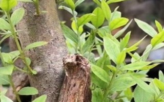 映山红桩皮青不发芽的处理方式，要选择合适的土壤