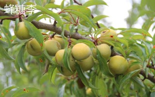 嘉庆子的简介，是指李子具有酸甜的味道
