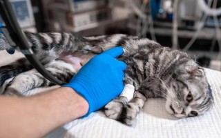 猫舌头发黑的原因，可能是吃了营养膏或黑色食物